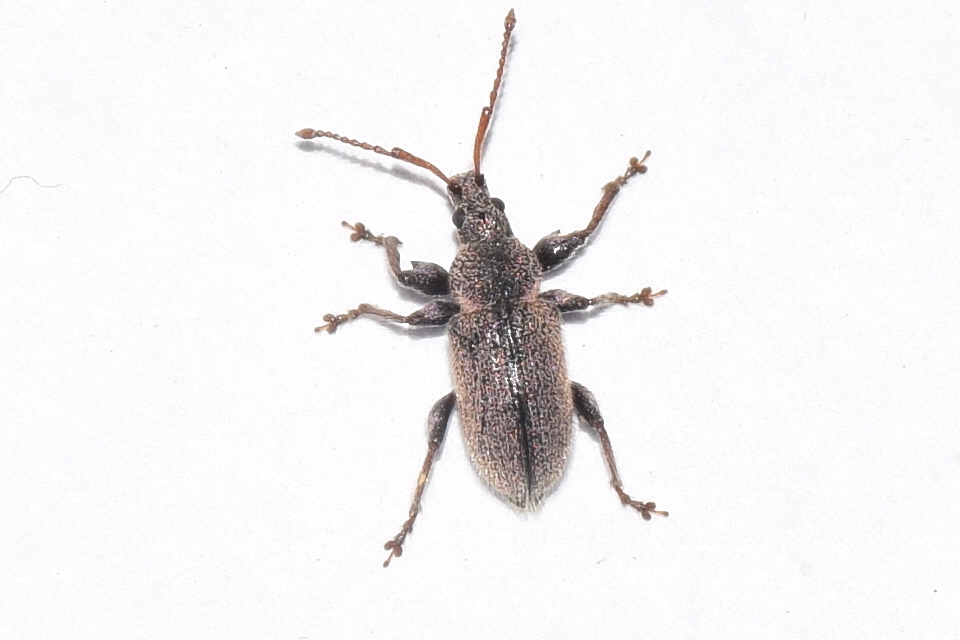 Phyllobius betulinus - változékony levélormányos