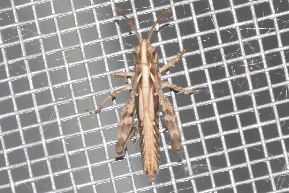 Chorthippus brunneus - közönséges tarlósáska