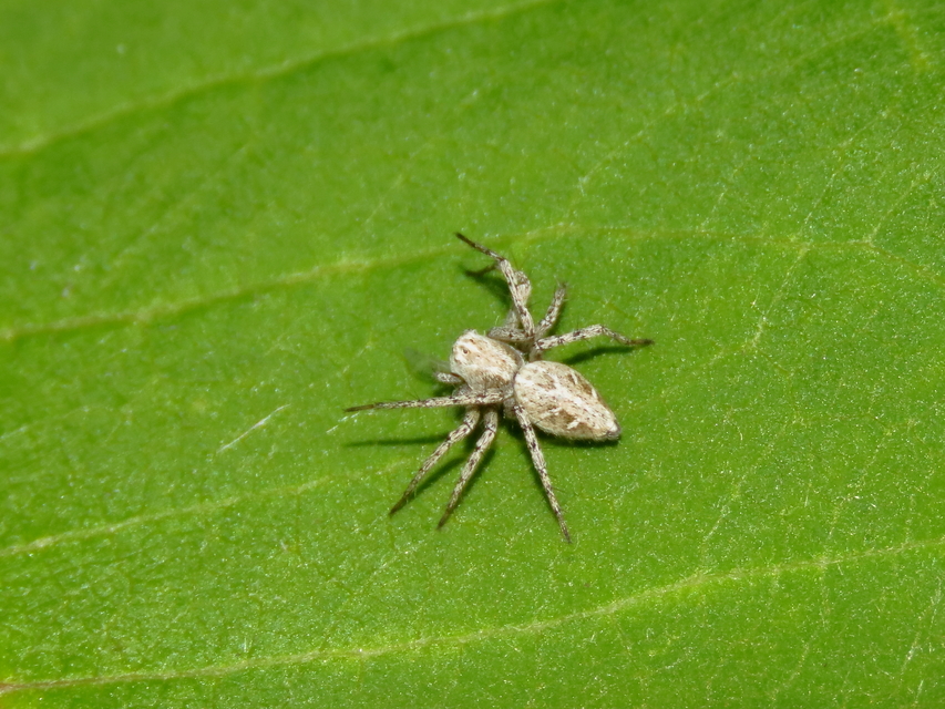 Oxyopes heterophthalmus - homoki hiúzpók