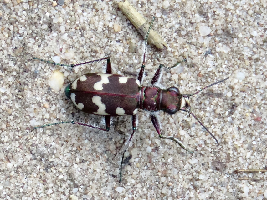 Cicindela hybrida - öves homokfutrinka