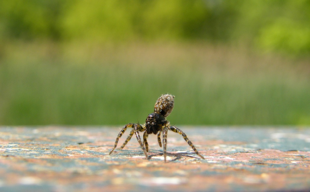 Arctosa leopardus