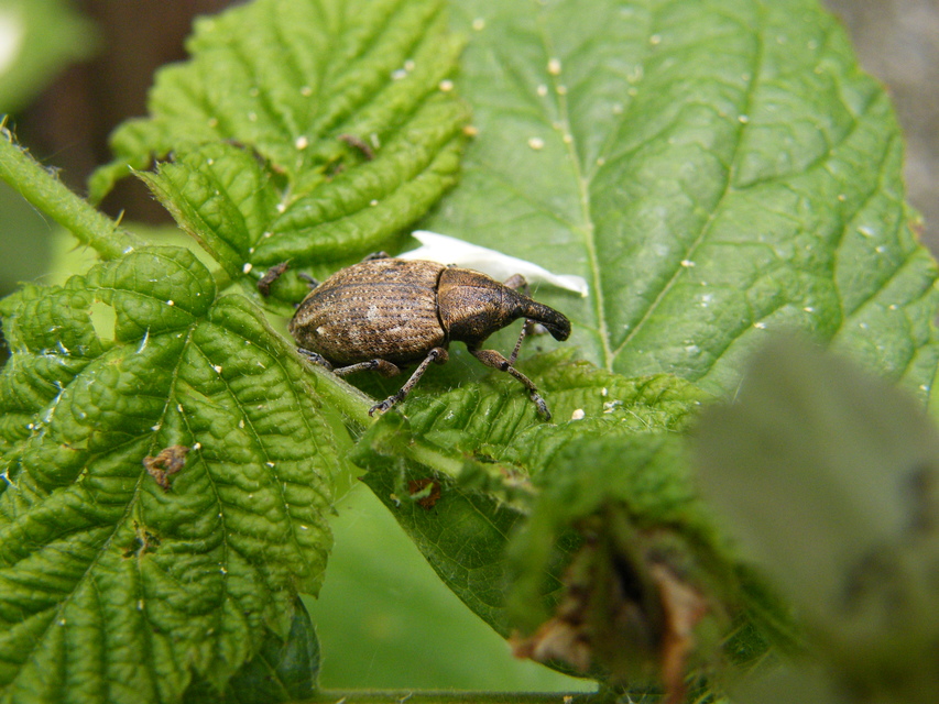 Lepyrus capucinus - pettyes fűzormányos