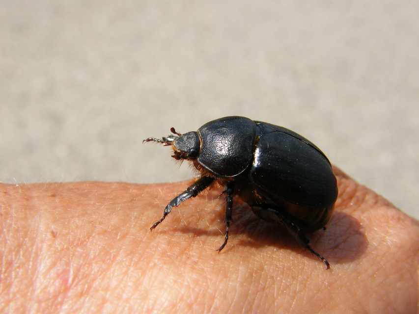 Pentodon idiota - butabogár