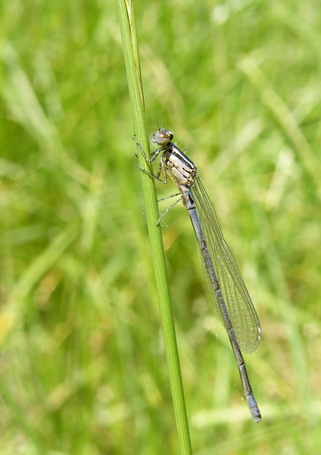 Coenagrion puella - azúrkék légivadász