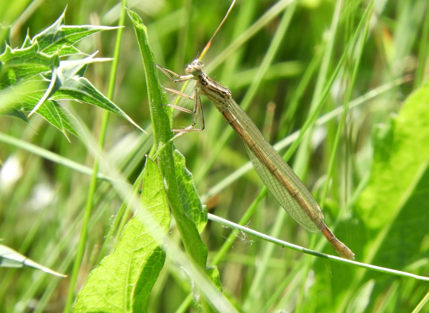 Platycnemis pennipes - széleslábú szitakötő