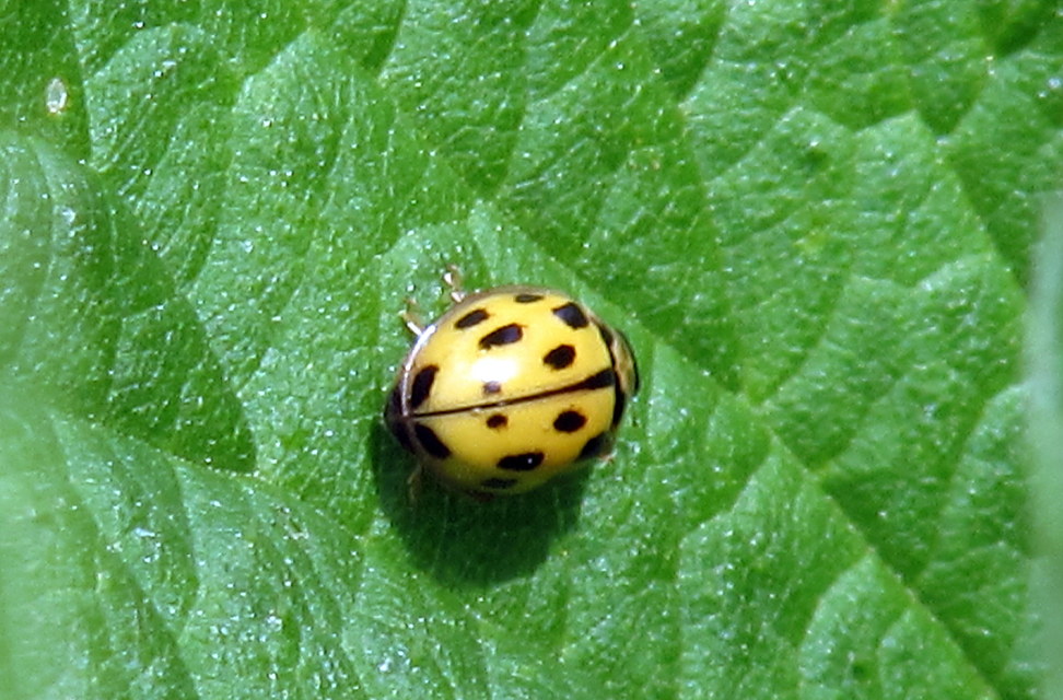 Propylea quatuordecimpunctata - tizennégypettyes füsskata