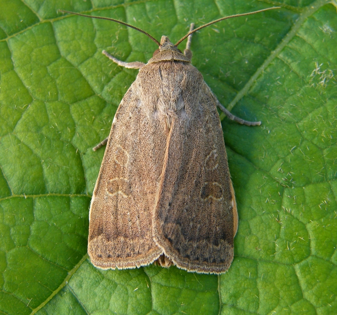 Noctua comes - kis sárgafűbagoly