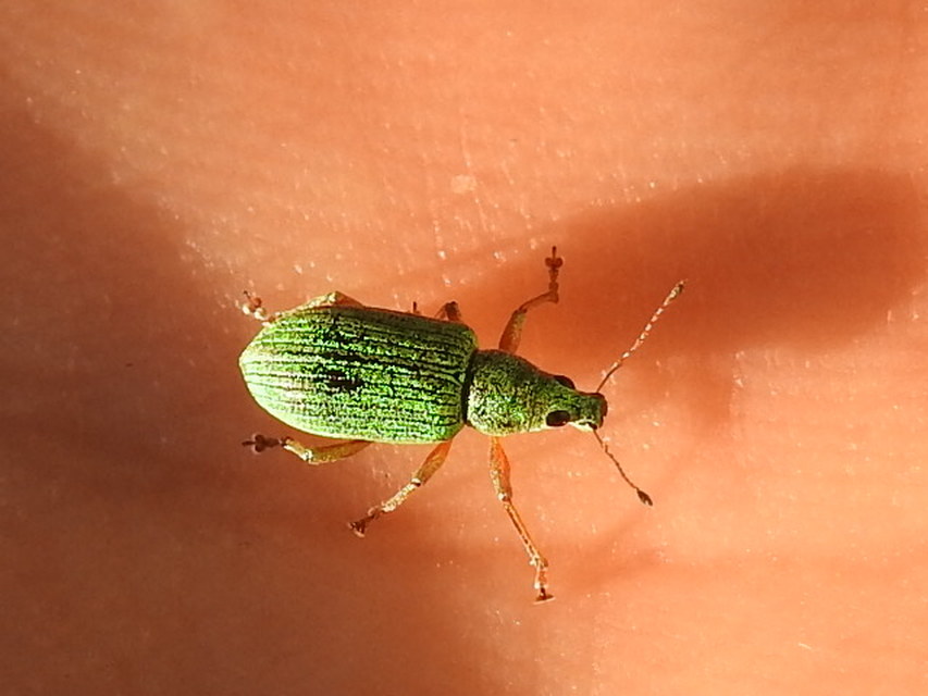 Polydrusus formosus - selymes lombormányos