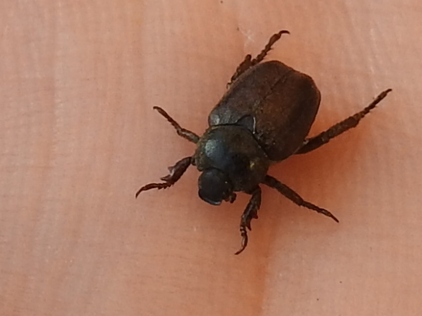 Hoplia hungarica - homoki virágcserebogár