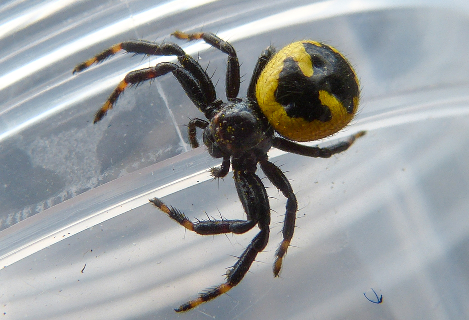 Synema globosum/ornatum