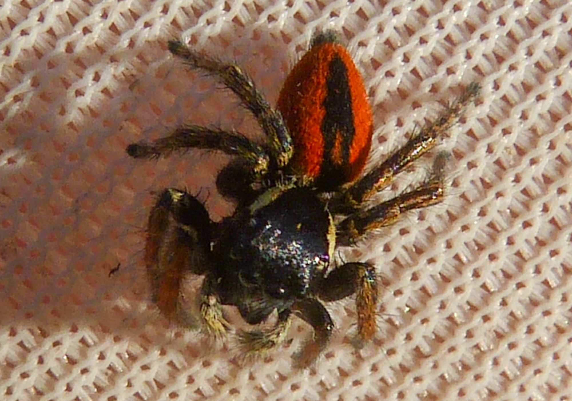 Philaeus chrysops - piros ugrópók