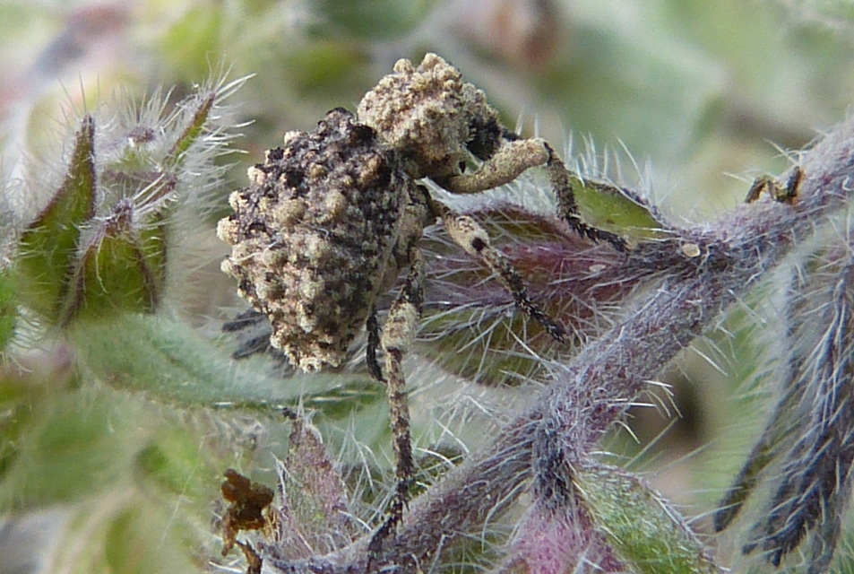 Herpes porcellus - bütyköshátú ormányos