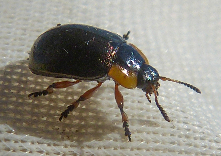 Chrysomela collaris - szegettnyakú fűzlevelész