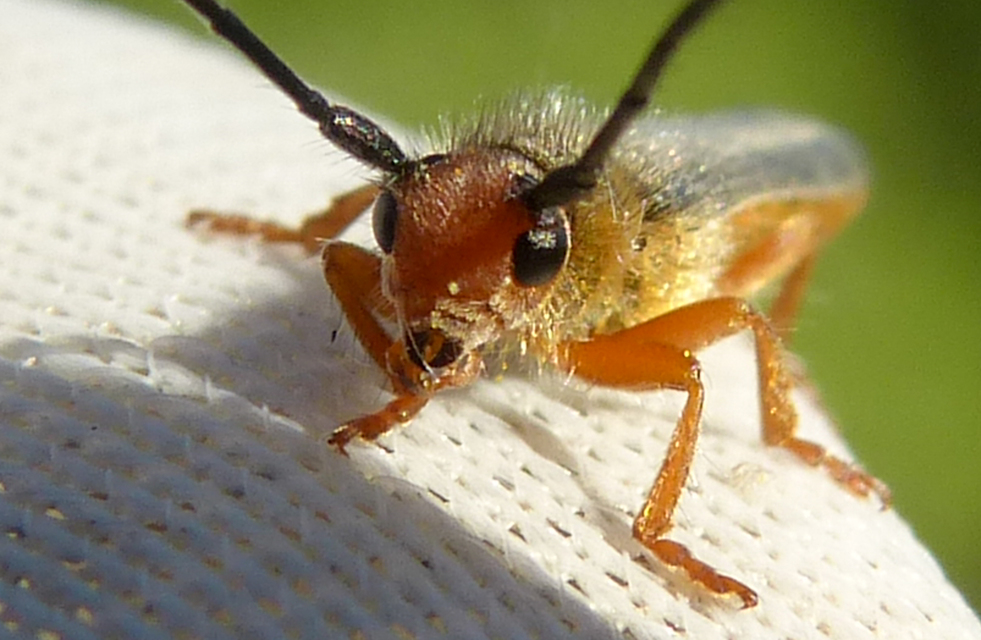 Oberea erythrocephala - pirosfejű kutyatejcincér