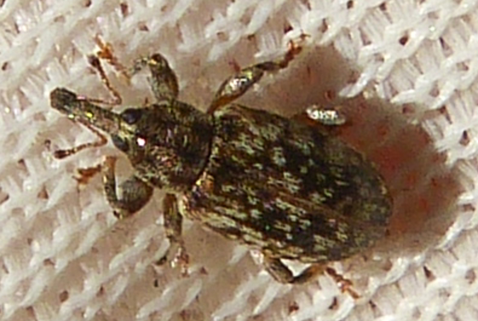 Dorytomus ictor - szegélyes hangormányos