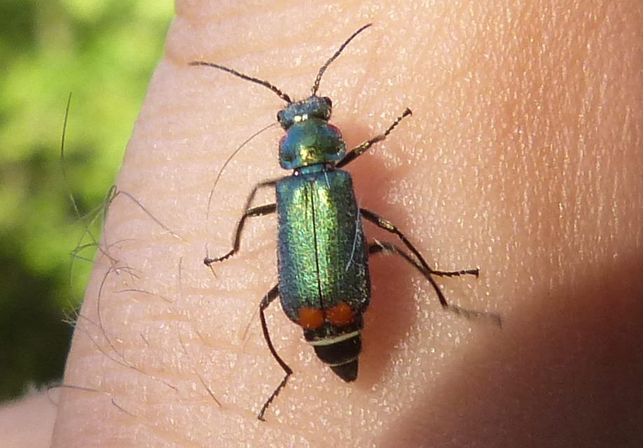 Malachius bipustulatus - kétfoltos bibircsesbogár