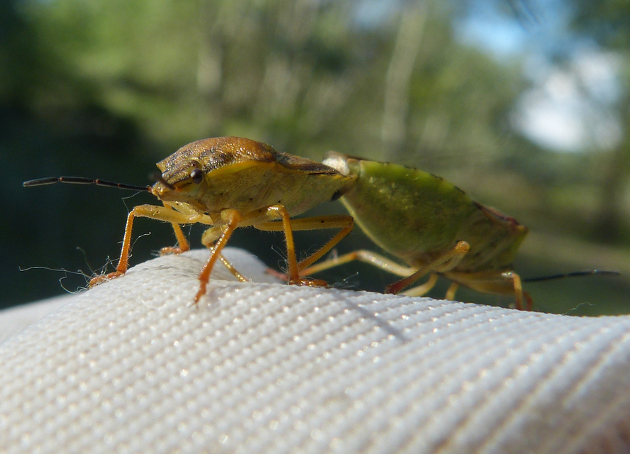 Carpocoris Carpocoris