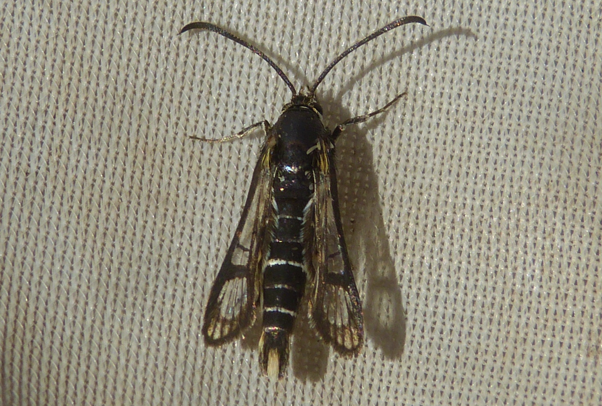 Chamaesphecia bibioniformis - bársony szitkár
