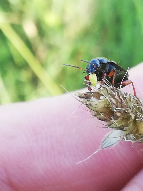 Amara Amara