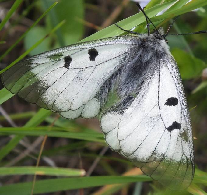 Parnassius mnemosyne - kis apollólepke