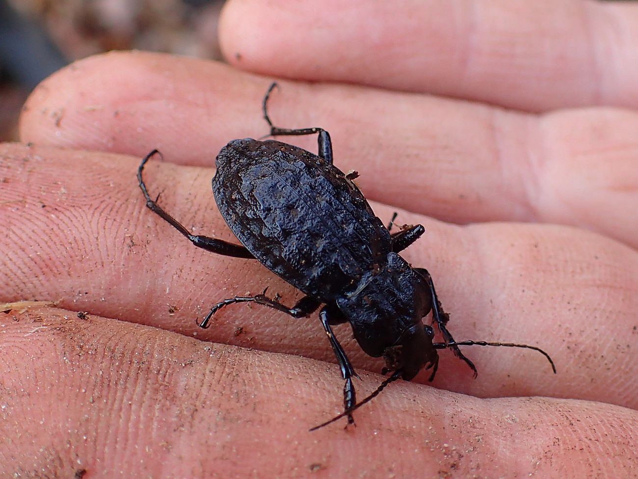 Carabus nodulosus - dunántúli vízifutrinka