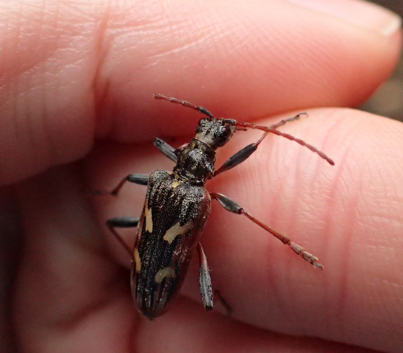 Rhagium bifasciatum - kétcsíkos tövisescincér