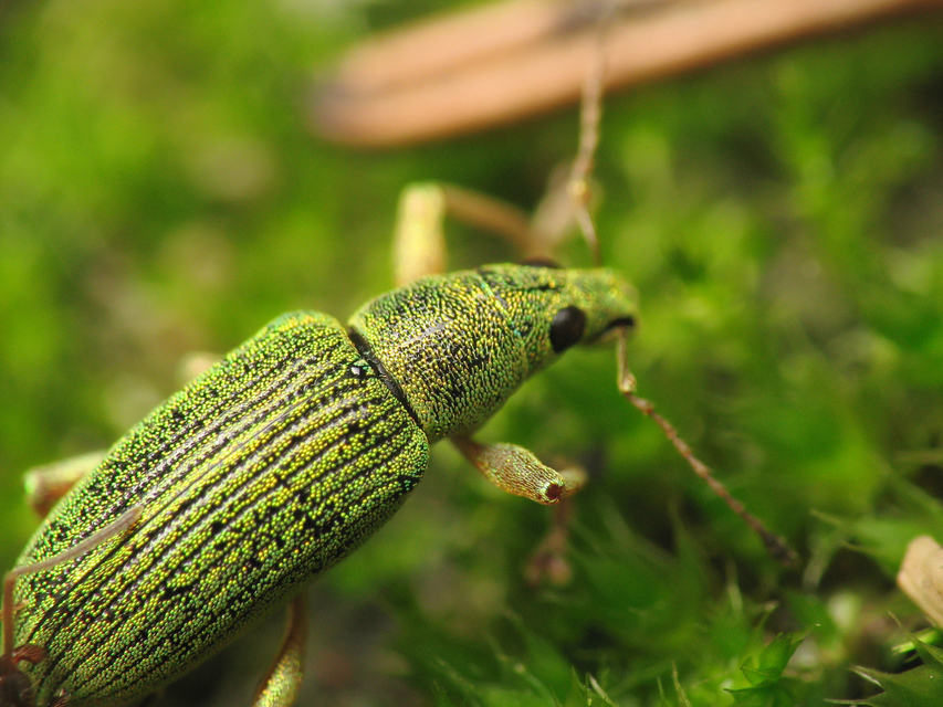 Polydrusus formosus - selymes lombormányos