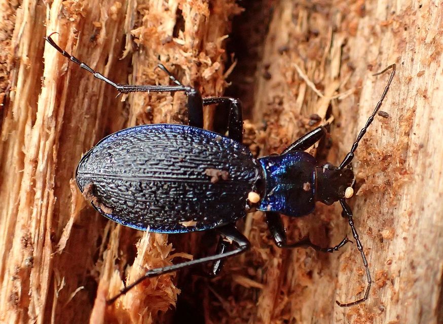 Carabus intricatus - kék laposfutrinka