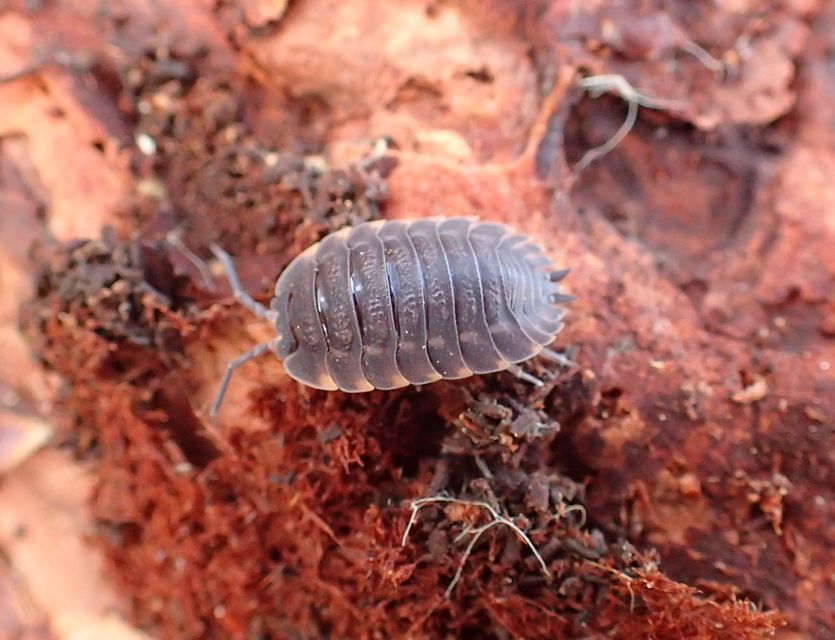 Trachelipus ratzeburgii - lebenyes ászka