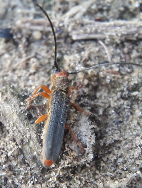 Oberea erythrocephala - pirosfejű kutyatejcincér