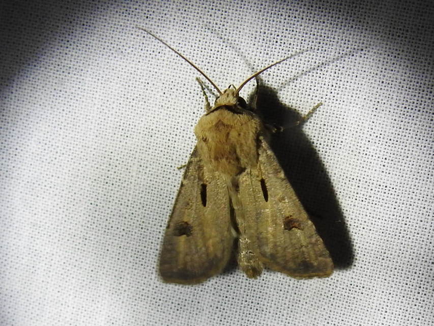 Agrotis exclamationis - felkiáltójeles földibagoly