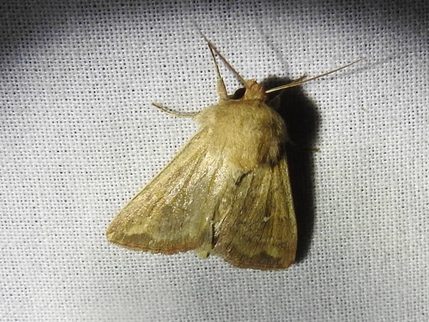 Mythimna albipuncta - fehérpettyes rétibagoly