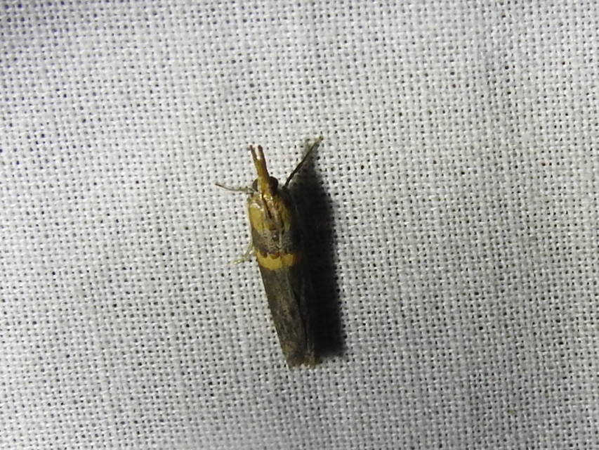 Etiella zinckenella - akácmoly