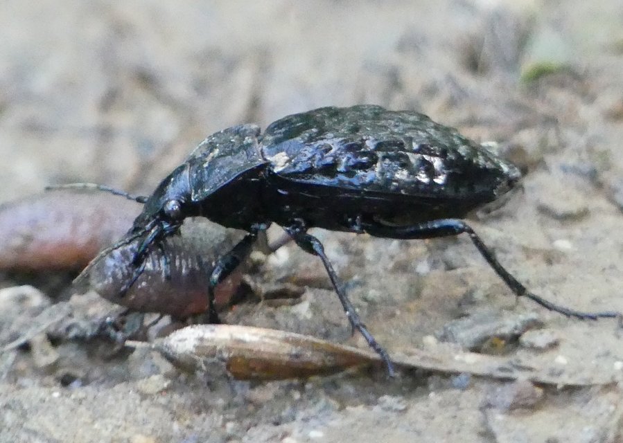 Carabus nodulosus - dunántúli vízifutrinka Carabus nodulosus - dunántúli vízifutrinka
