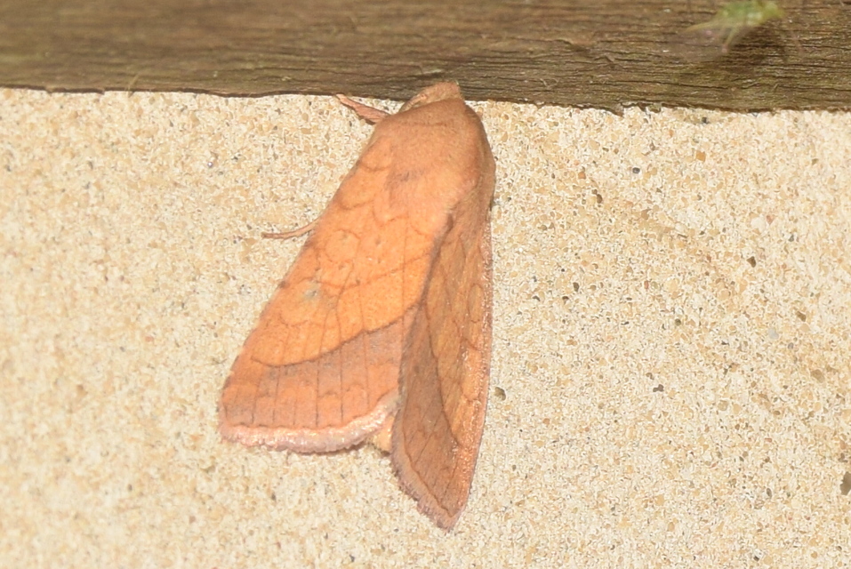 Pyrrhia umbra - iglicebagoly