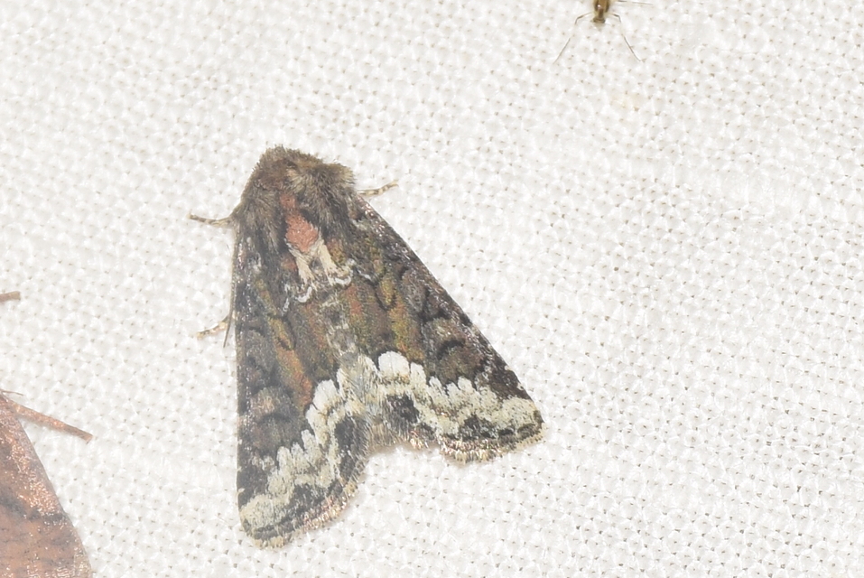 Oligia strigilis - kormos dudvabagoly