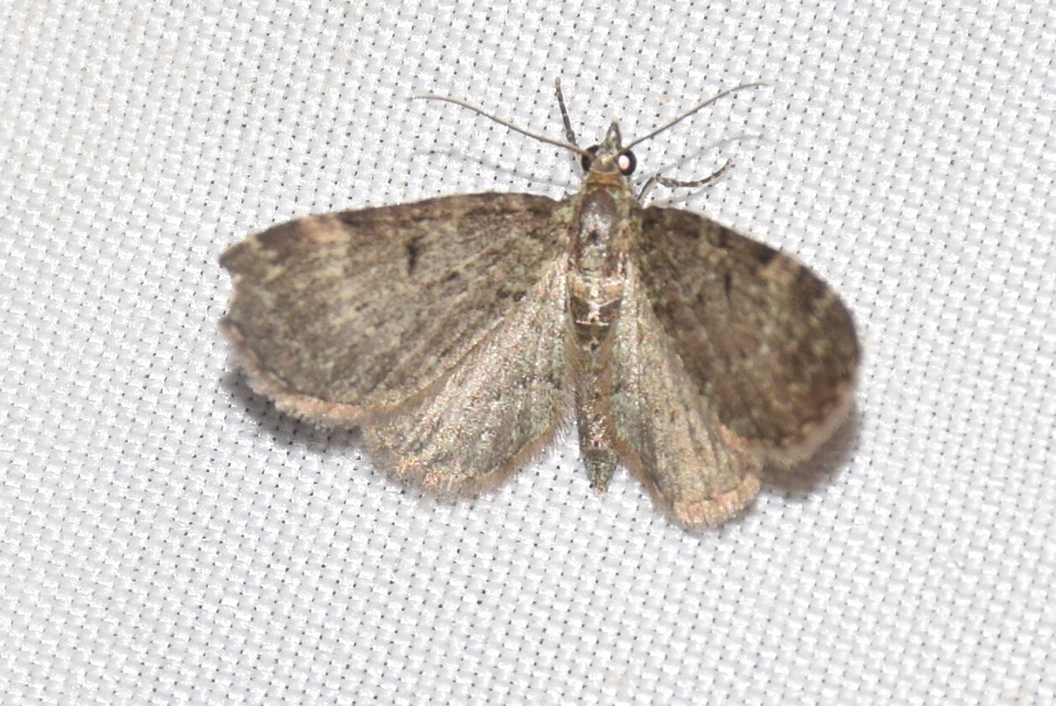 Pasiphila chloerata - hamvas törpearaszoló