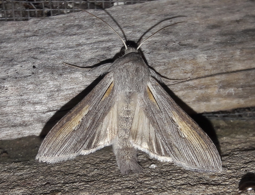Cucullia balsamitae - homoki csuklyásbagoly