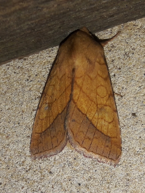 Pyrrhia umbra - iglicebagoly