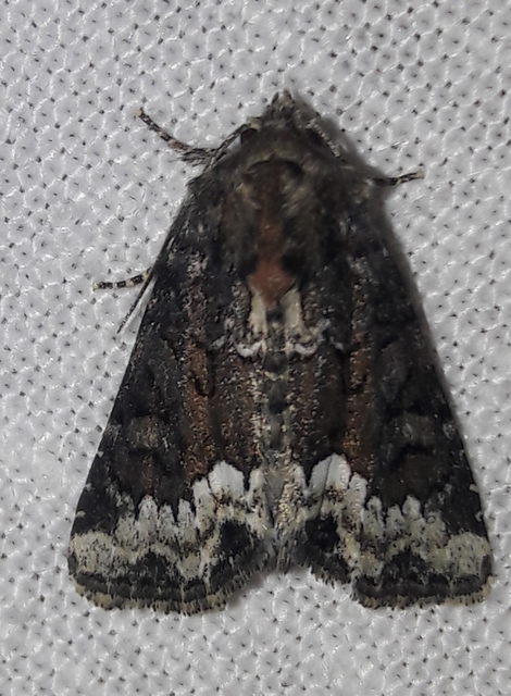 Oligia strigilis - kormos dudvabagoly