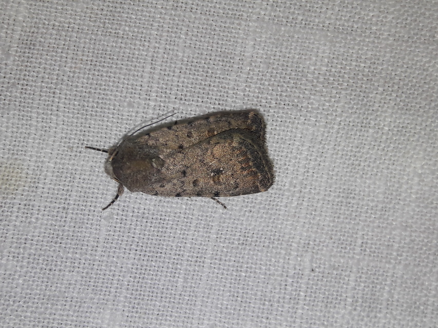 Paradrina clavipalpis - közönséges selymesbagoly
