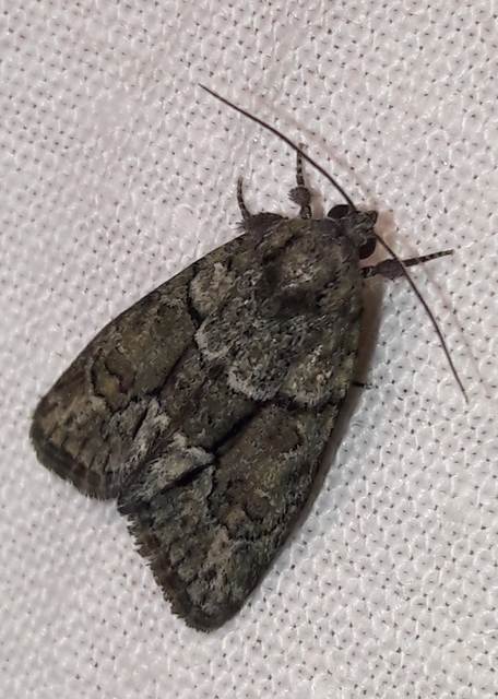 Cryphia fraudatricula - homoki zuzmóbagoly