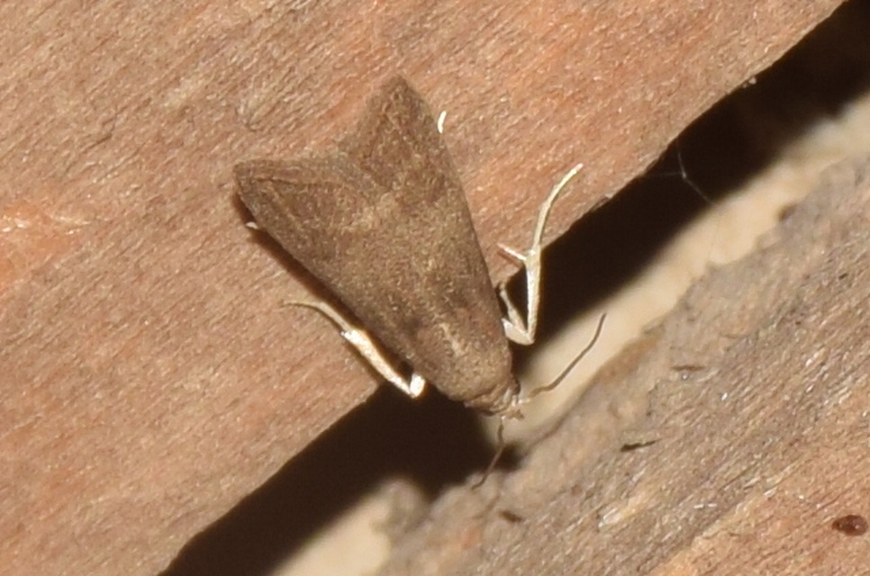 Eccopisa effractella - körtelevél-karcsúmoly