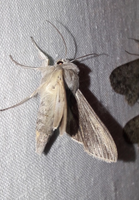 Cucullia balsamitae - homoki csuklyásbagoly