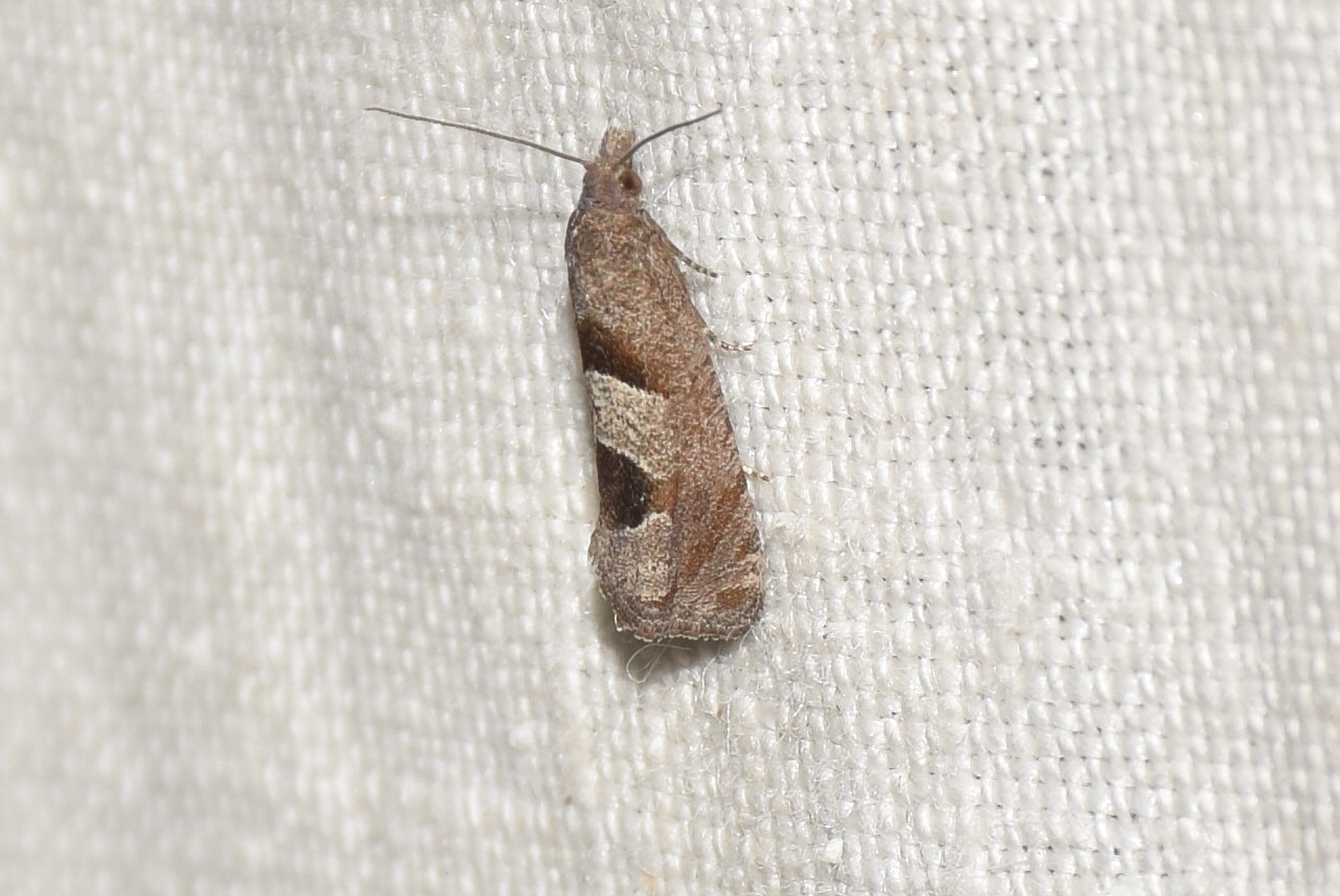 Epiblema junctana - turjáni tükrösmoly
