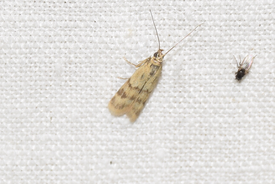 Homoeosoma sinuella - agyagsárga karcsúmoly