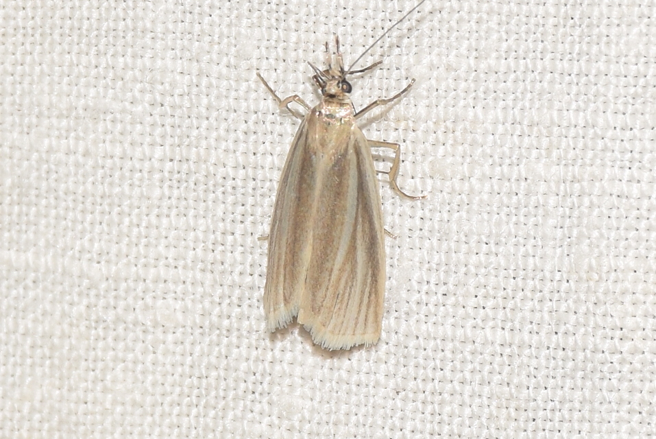 Crambus perlella - gyöngyházas fűgyökérmoly