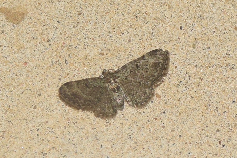 Pasiphila chloerata - hamvas törpearaszoló