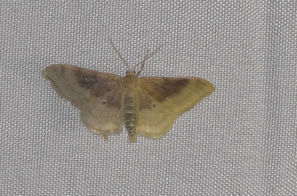 Idaea degeneraria - barnasávos araszoló