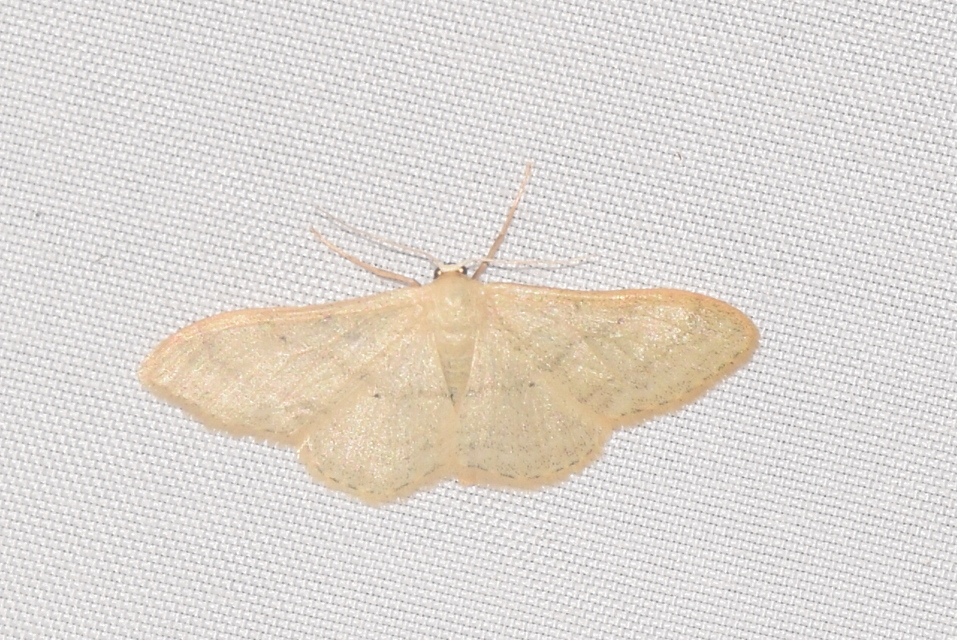 Idaea straminata - szalmasárga sávosaraszoló